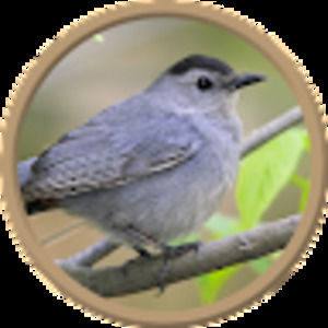 Meet your Posher, Bannana